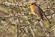 Filename=Roodborst_20241119g14401A1A0111atcrfb_Oude_Buisse_Heide_kopie.jpg
Filesize=735KiB
Dimensions=1280x960
Date added=Dec 02, 2024 Roodborst_20241119g14401A1A0111atcrfb_Oude_Buisse_Heide_kopie.jpg