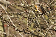 Filename=Roodborst_20241128g14401A1A0111atcrfb_Oude_Buisse_Heide_kopie.jpg
Filesize=751KiB
Dimensions=1280x960
Date added=Dec 02, 2024 Roodborst_20241128g14401A1A0111atcrfb_Oude_Buisse_Heide_kopie.jpg