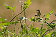 Roodborsttapuit-20120623g800IMG_6802b.jpg