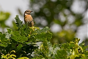 Roodborsttapuit-20120623g800IMG_6808a.jpg