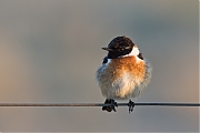 Filename=Roodborsttapuit-20150312g12807X1A2897a.jpg
Filesize=622KiB
Dimensions=1280x960
Date added=Mar 12, 2015 Roodborsttapuit-20150312g12807X1A2897a.jpg