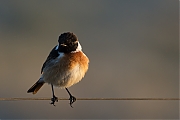 Filename=Roodborsttapuit-20150312g12807X1A2922a.jpg
Filesize=666KiB
Dimensions=1280x960
Date added=Mar 12, 2015 Roodborsttapuit-20150312g12807X1A2922a.jpg