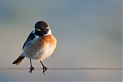 Filename=Roodborsttapuit-20150312g12807X1A2922l.jpg
Filesize=705KiB
Dimensions=1280x960
Date added=Mar 12, 2015 Roodborsttapuit-20150312g12807X1A2922l.jpg