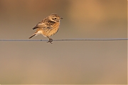 Filename=Roodborsttapuit-20150312g12807X1A2927a.jpg
Filesize=530KiB
Dimensions=1280x960
Date added=Mar 12, 2015 Roodborsttapuit-20150312g12807X1A2927a.jpg