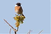 Filename=Roodborsttapuit-20180504g1280YSXX2309a.jpg
Filesize=494KiB
Dimensions=1280x960
Date added=May 04, 2018 Roodborsttapuit-20180504g1280YSXX2309a.jpg