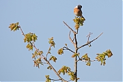 Filename=Roodborsttapuit-20180504g1280YSXX2312a.jpg
Filesize=513KiB
Dimensions=1280x960
Date added=May 04, 2018 Roodborsttapuit-20180504g1280YSXX2312a.jpg