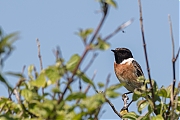 Filename=Roodborsttapuit-20180508g1280YSXX2632a.jpg
Filesize=593KiB
Dimensions=1280x960
Date added=May 11, 2018 Roodborsttapuit-20180508g1280YSXX2632a.jpg