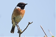 Filename=Roodborsttapuit-20180508g1280YSXX2640a.jpg
Filesize=473KiB
Dimensions=1280x960
Date added=May 08, 2018 Roodborsttapuit-20180508g1280YSXX2640a.jpg