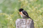 Filename=Roodborsttapuit-20190530g12807X1A7422a.jpg
Filesize=683KiB
Dimensions=1280x960
Date added=May 30, 2019 Roodborsttapuit-20190530g12807X1A7422a.jpg