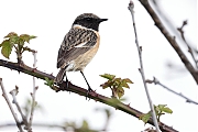 Filename=Roodborsttapuit-20230421g14401A1A2876acrfb-Bleke-Heide.jpg
Filesize=445KiB
Dimensions=1280x960
Date added=May 16, 2023 Roodborsttapuit-20230421g14401A1A2876acrfb-Bleke-Heide.jpg