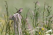 Roodborsttapuit-20230519g14401A1A5581acrfb-Hogerwaardpolder.jpg