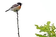 Roodborsttapuit-20240527g14401A1A7754bcrfb-Oude-Buisse-Heide.jpg