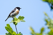 Roodborsttapuit-20250611g14401A1A9332atcrfb-Oude-Buisse-Heide.jpg