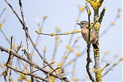 Roodborsttapuit-20250901g14401A1A2720avcrfb-Schakerloopolder.jpg