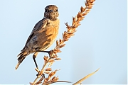 Roodborsttapuit-20260813g14401A1A6449avcrfb-Maatjes.jpg
