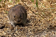 Rosse-Woelmuis-20250714g14401A1A1480avcrfb-Pannenhoef.jpg