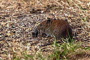Rosse-Woelmuis-20250714g14401A1A1541avcrfb-Pannenhoef.jpg