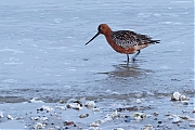 Filename=Rosse-grutto-20220430g14401A1A3681acrfb-Oesterdam-Bergse-Sluis.jpg
Filesize=745KiB
Dimensions=1280x960
Date added=Oct 20, 2022 Rosse-grutto-20220430g14401A1A3681acrfb-Oesterdam-Bergse-Sluis.jpg