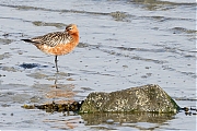 Filename=Rosse-grutto-20220503g14401A1A5576acrfb-Bergse-sluis.jpg
Filesize=824KiB
Dimensions=1280x960
Date added=Oct 20, 2022 Rosse-grutto-20220503g14401A1A5576acrfb-Bergse-sluis.jpg