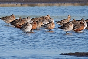 Rosse-grutto-20250519g14401A1A8483atcrfb-Schakerloopolder.jpg