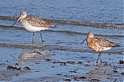Rosse-grutto-20250526g14401A1A9108atcrfb-Schakerloopolder-Oosterschelde.jpg