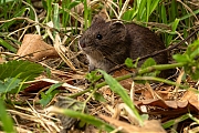 Rosse_Woelmuis-20250714g14401A1A1464avcrfb-Pannenhoef.jpg