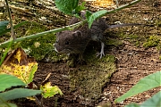 Rosse_Woelmuis-20250714g14401A1A1525avcrfb-Pannenhoef.jpg
