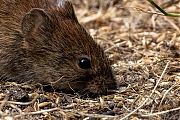 Rosse_Woelmuis-20250714g14401A1A1554avcrfb-Pannenhoef.jpg
