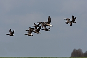 Rotgans-20130509-Tholen-g8007X1A7454a.jpg