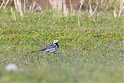 Rouwkwikstaart-Motacilla-yarrellii-20160421g12807X1A4345c.jpg