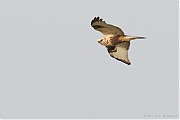 Filename=Ruigpootbuizerd-20111126g800IMG_0093a.jpg
Filesize=160KiB
Dimensions=800x533
Date added=Dec 07, 2011 Ruigpootbuizerd-20111126g800IMG_0093a.jpg