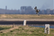 Ruigpootbuizerd-20190114g1280YSXX3821a.jpg