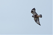 Ruigpootbuizerd-20190114g1280YSXX3821b.jpg