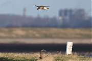 Ruigpootbuizerd-20190114g1280YSXX3828a.jpg