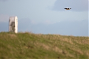 Ruigpootbuizerd-20190114g1280YSXX3835a.jpg