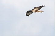 Filename=Ruigpootbuizerd-20190114g1280YSXX3845a.jpg
Filesize=629KiB
Dimensions=1280x960
Date added=Jan 14, 2019 Ruigpootbuizerd-20190114g1280YSXX3845a.jpg