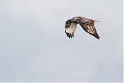 Filename=Ruigpootbuizerd-20190114g1280YSXX3846a.jpg
Filesize=620KiB
Dimensions=1280x960
Date added=Jan 14, 2019 Ruigpootbuizerd-20190114g1280YSXX3846a.jpg