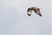 Ruigpootbuizerd-20190114g1280YSXX3846a.jpg