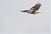 Filename=Ruigpootbuizerd-20190114g1280YSXX3850a.jpg
Filesize=579KiB
Dimensions=1280x960
Date added=Jan 14, 2019 Ruigpootbuizerd-20190114g1280YSXX3850a.jpg