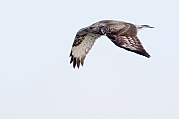 Filename=Ruigpootbuizerd-20190114g1280YSXX3853a.jpg
Filesize=468KiB
Dimensions=1280x960
Date added=Jan 14, 2019 Ruigpootbuizerd-20190114g1280YSXX3853a.jpg