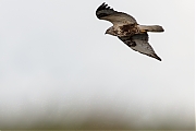 Filename=Ruigpootbuizerd-20190114g1280YSXX3858b.jpg
Filesize=513KiB
Dimensions=1280x960
Date added=Jan 14, 2019 Ruigpootbuizerd-20190114g1280YSXX3858b.jpg