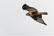 Filename=Ruigpootbuizerd-20190114g1280YSXX3858c.jpg
Filesize=526KiB
Dimensions=1280x960
Date added=Jan 14, 2019 Ruigpootbuizerd-20190114g1280YSXX3858c.jpg