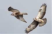 Ruigpootbuizerd-Buizerd-201901g1280a.jpg