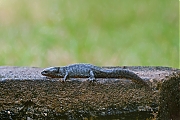 Filename=Salamander-20100626g1280P1130957a.jpg
Filesize=838KiB
Dimensions=1280x960
Date added=Oct 05, 2017 Salamander-20100626g1280P1130957a.jpg