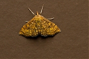 Filename=Salielichtmot-Anania-verbascalis-20150717g1280_MG_1299a.jpg
Filesize=780KiB
Dimensions=1280x960
Date added=Jul 18, 2015 Salielichtmot-Anania-verbascalis-20150717g1280_MG_1299a.jpg