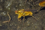 Filename=Scathophaga-stercoraria-20080919_a64030x_108c.jpg
Filesize=352KiB
Dimensions=800x600
Date added=Dec 24, 2011 Scathophaga-stercoraria-20080919_a64030x_108c.jpg