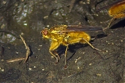 Scathophaga-stercoraria-20080919_a64030x_108c.jpg