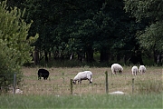 Schaap-20170712g1280YSXX9293a.jpg