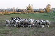 Filename=Schaap-20220903g14401A1A4474acrfb_Biesbosch.jpg
Filesize=777KiB
Dimensions=1280x960
Date added=Oct 20, 2022 Schaap-20220903g14401A1A4474acrfb_Biesbosch.jpg
