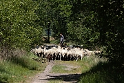 Schaapskudde-20250611g14401A1A0593bcrfb-Oude-Buisse-Heide.jpg